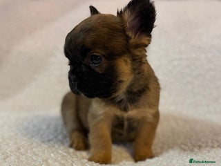 French Bulldog dogs 🦁 10 Full Fluffy French Bulldogs 🦁 - Advert 15