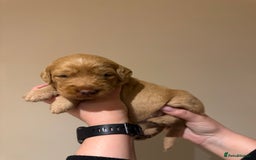 Labradoodle dogs for sale: Miniature Labradoodles - Image 16