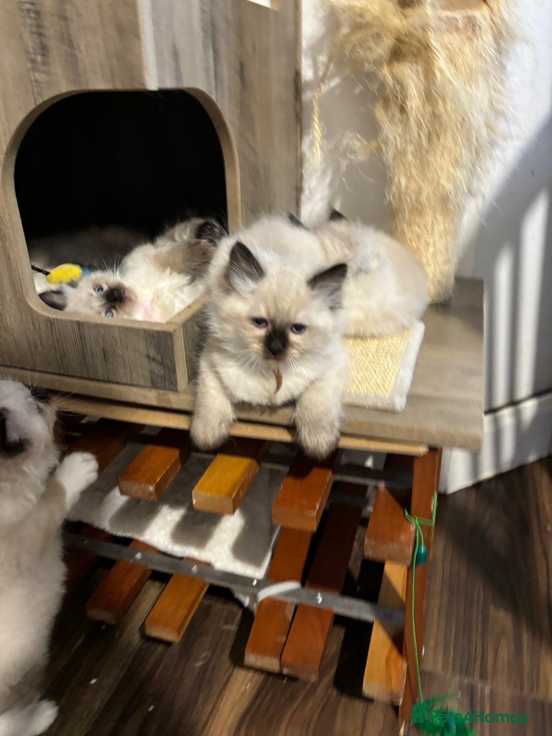 Ragdoll cats for sale: Pure Fluffy Ragdoll kittens - Advert 22