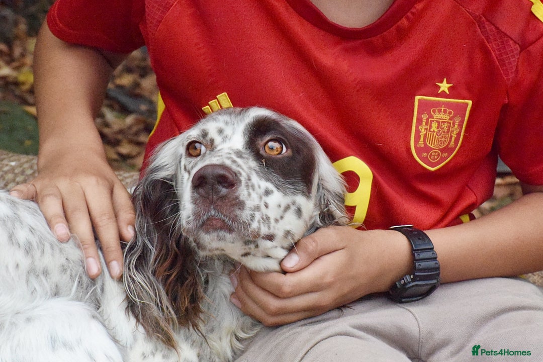 English Setter dogs for adoption: Kira  - Image 4