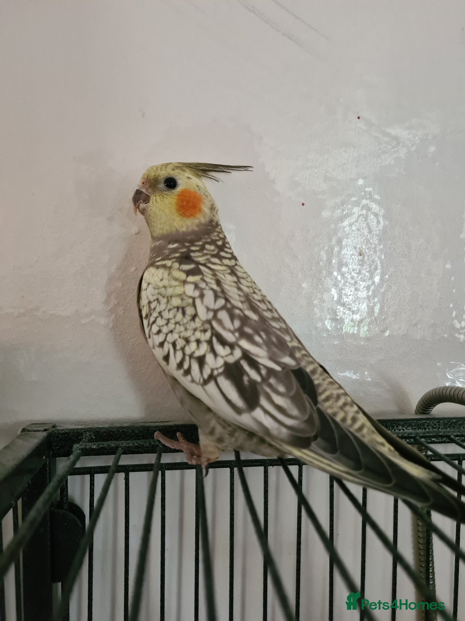 Cockatiels birds Female (DNA confirmed) Cockatiel Hatched 2nd March - Advert 2