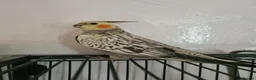 Cockatiels birds for sale: Female (DNA confirmed) Cockatiel Hatched 2nd March - Advert 1