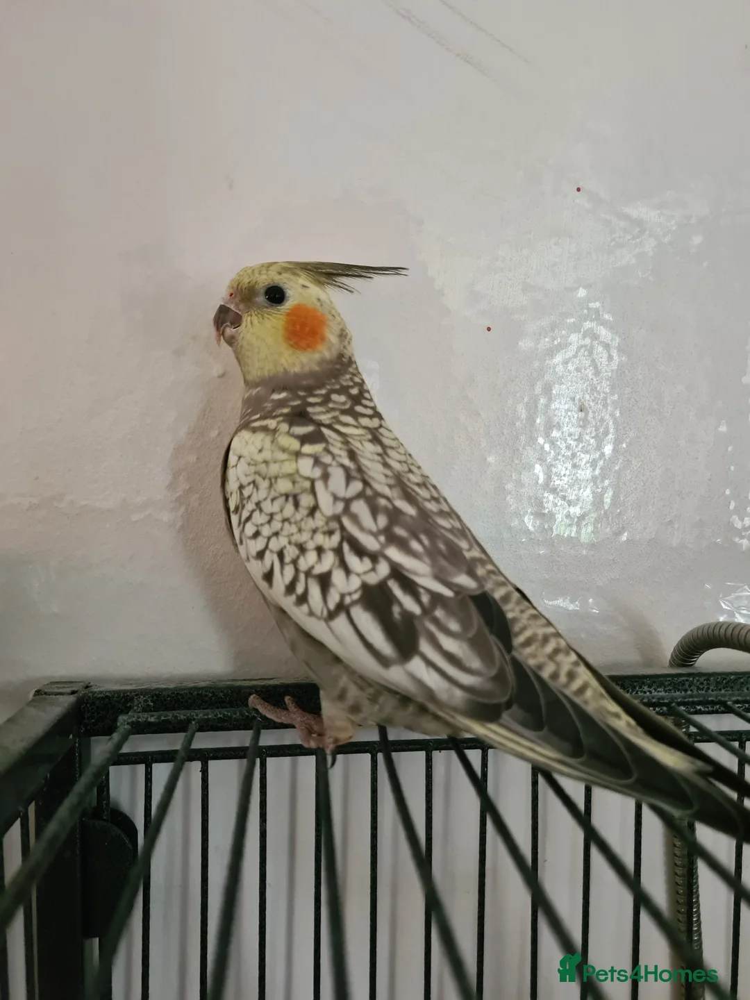 Cockatiels birds for sale: Female (DNA confirmed) Cockatiel Hatched 2nd March - Advert 1