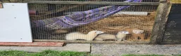Ferret rodents for sale: Young Ferrets 14+ weeks  in Yelverton - Advert 10
