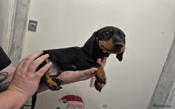 Miniature Dachshund dogs for sale: Miniature dashound in Y Felinheli - Image 6