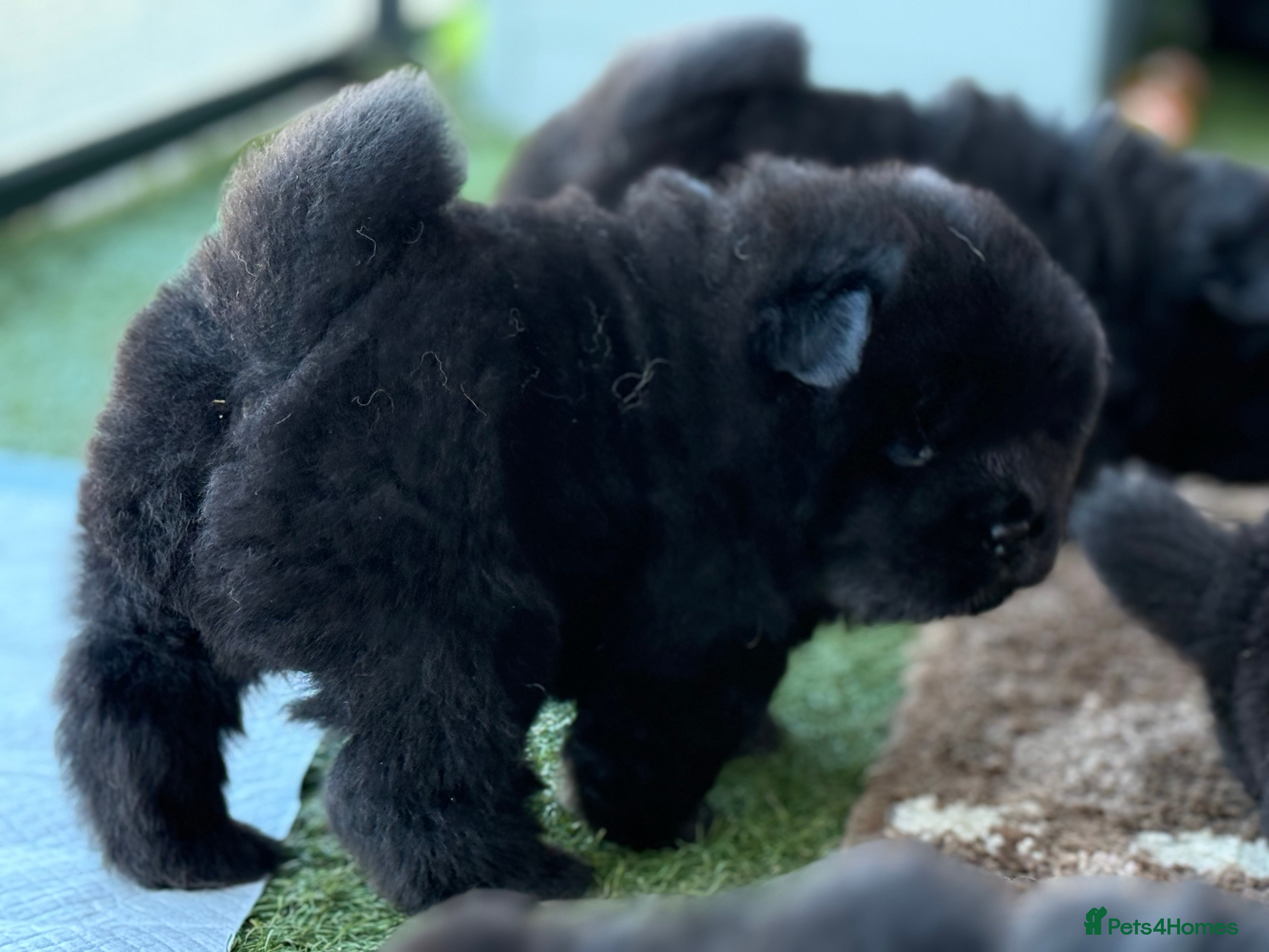 Chow Chow dogs Beautiful Chow Chow  - Advert 2