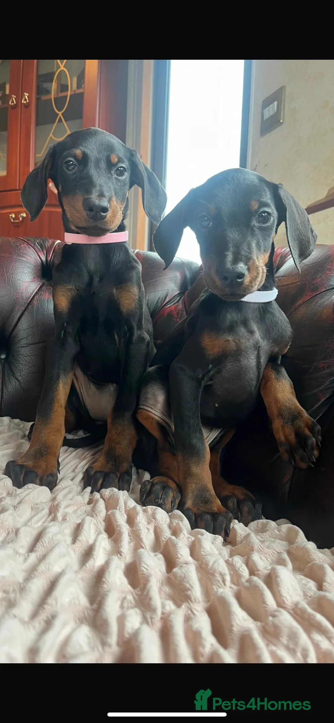 Dobermann dogs for sale: Doberman  - Advert 5