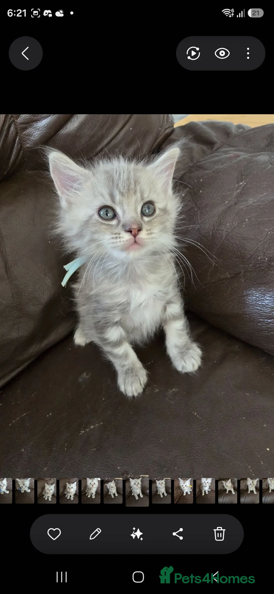 Mixed Breed cats for sale: Ragdoll cross maincoon kittens - Advert 2