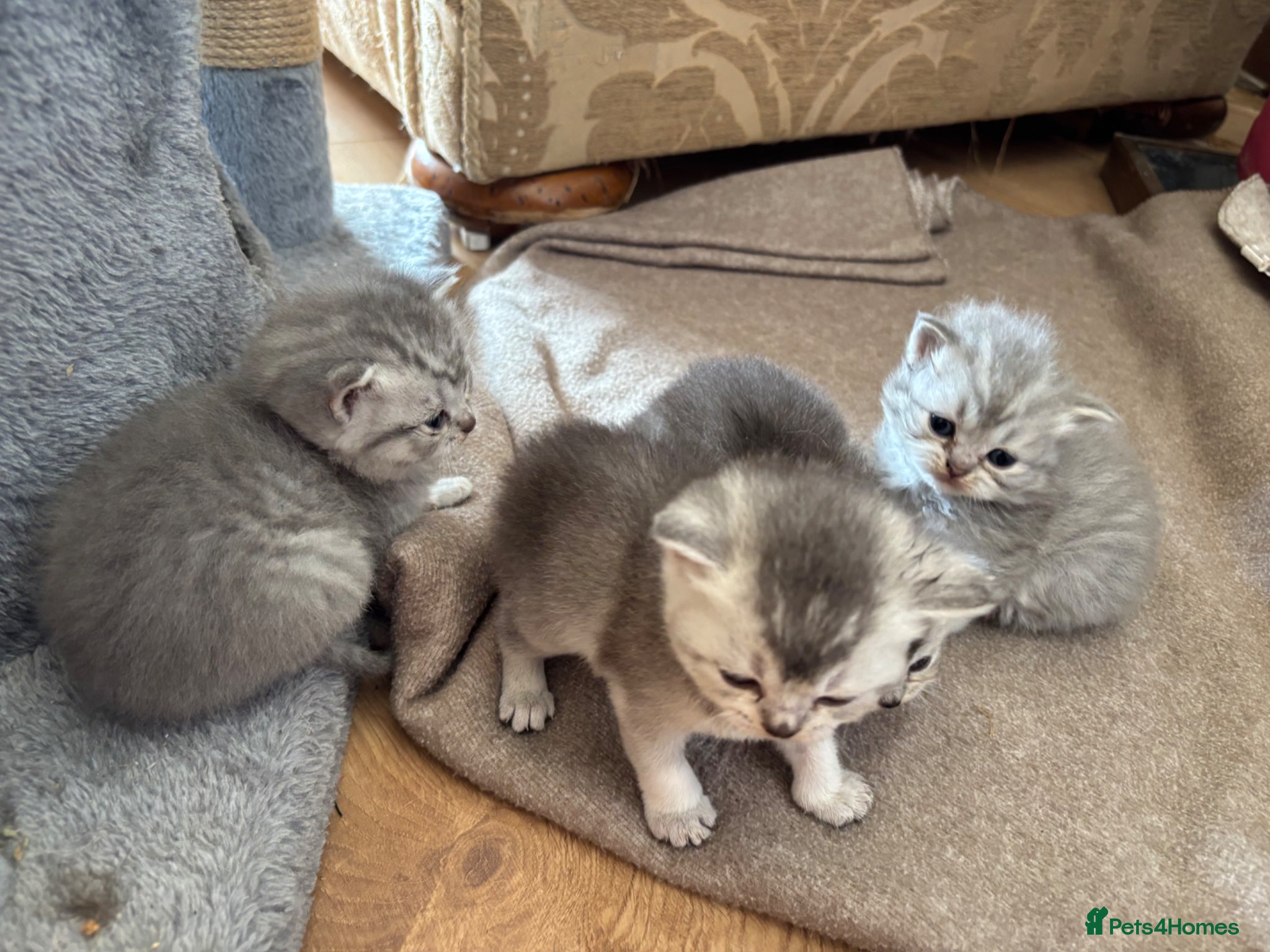 British Shorthair cats for sale: 1 beautiful British Blue - Advert 7