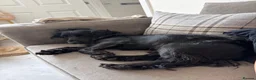 Cocker Spaniel dogs for sale: Rosie - Cocker Spaniel in Kidderminster - Advert 18