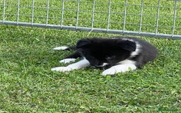 Border Collie dogs for sale: Beautiful border collie puppies  - Image 10
