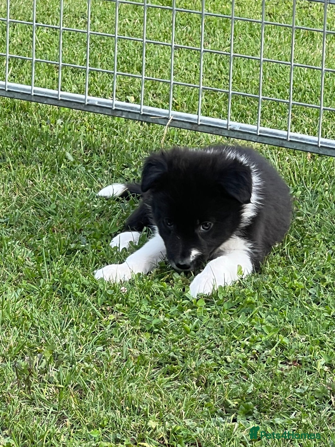 Border Collie dogs for sale: Beautiful border collie puppies  - Image 10