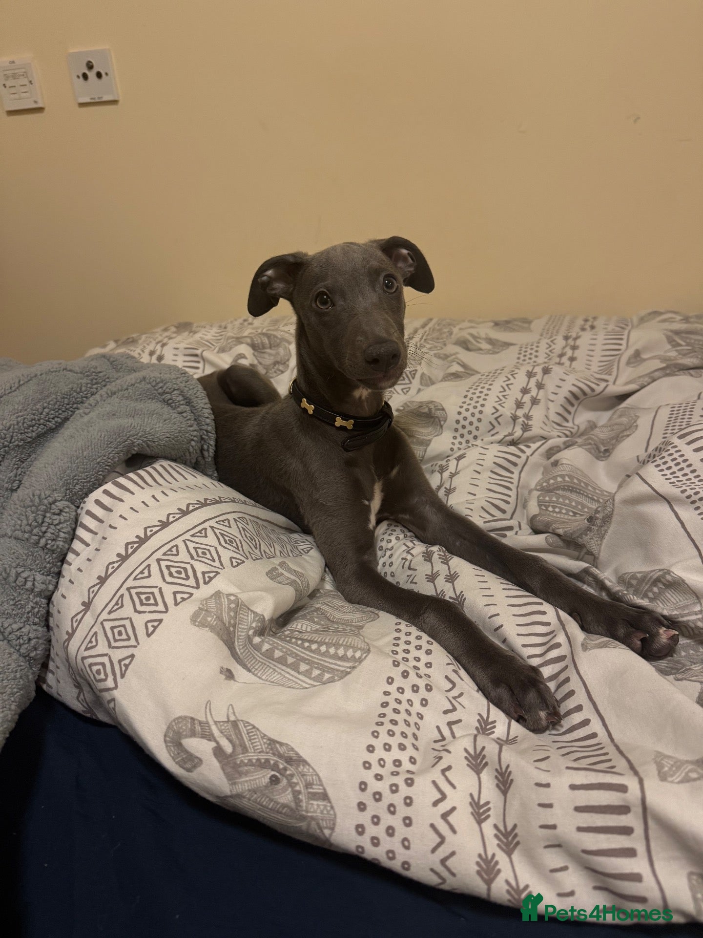 Whippet dogs for sale: male whippet - Advert 5