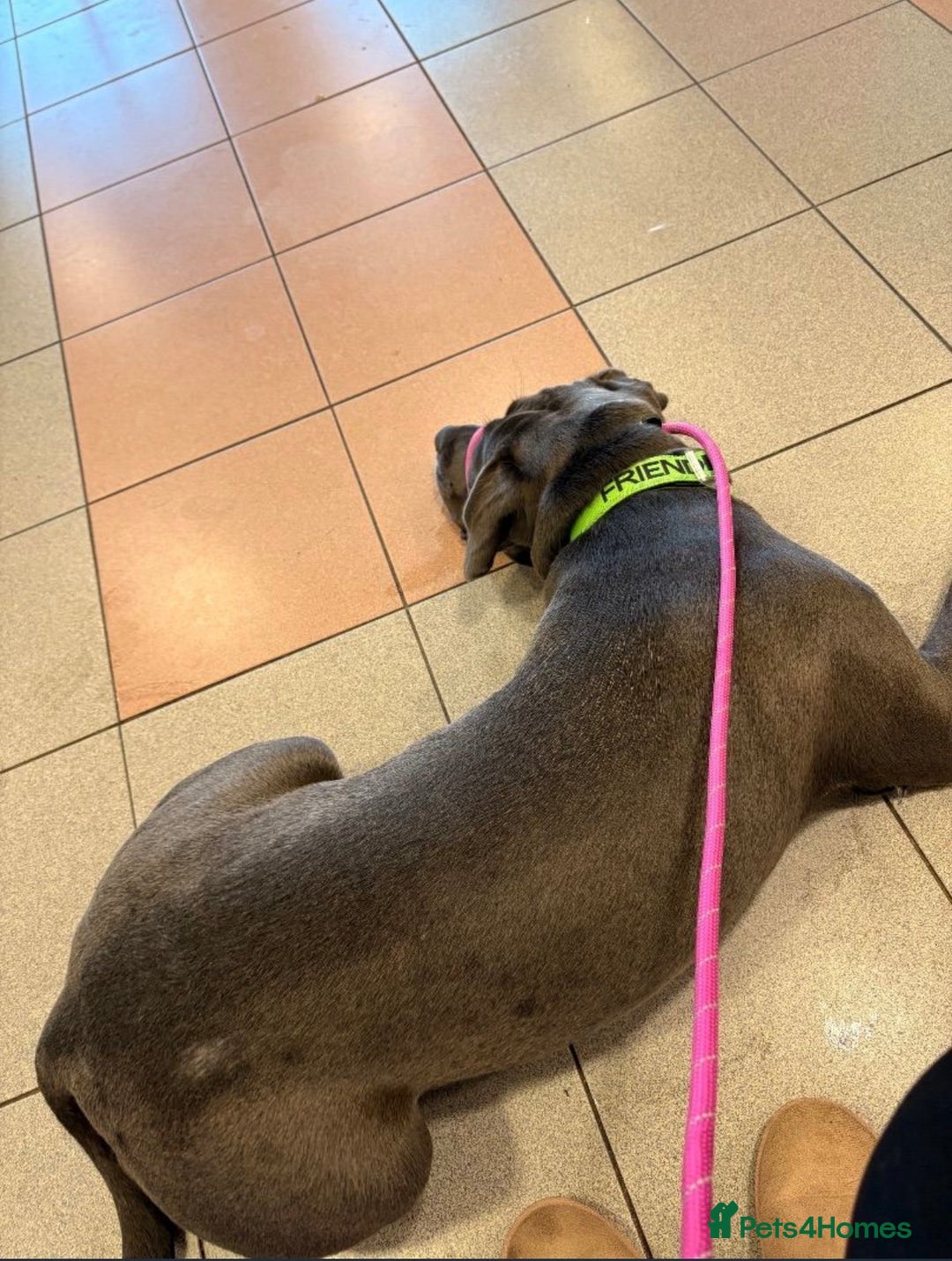 Cane Corso dogs for sale: 9 month old cane corso - Advert 7