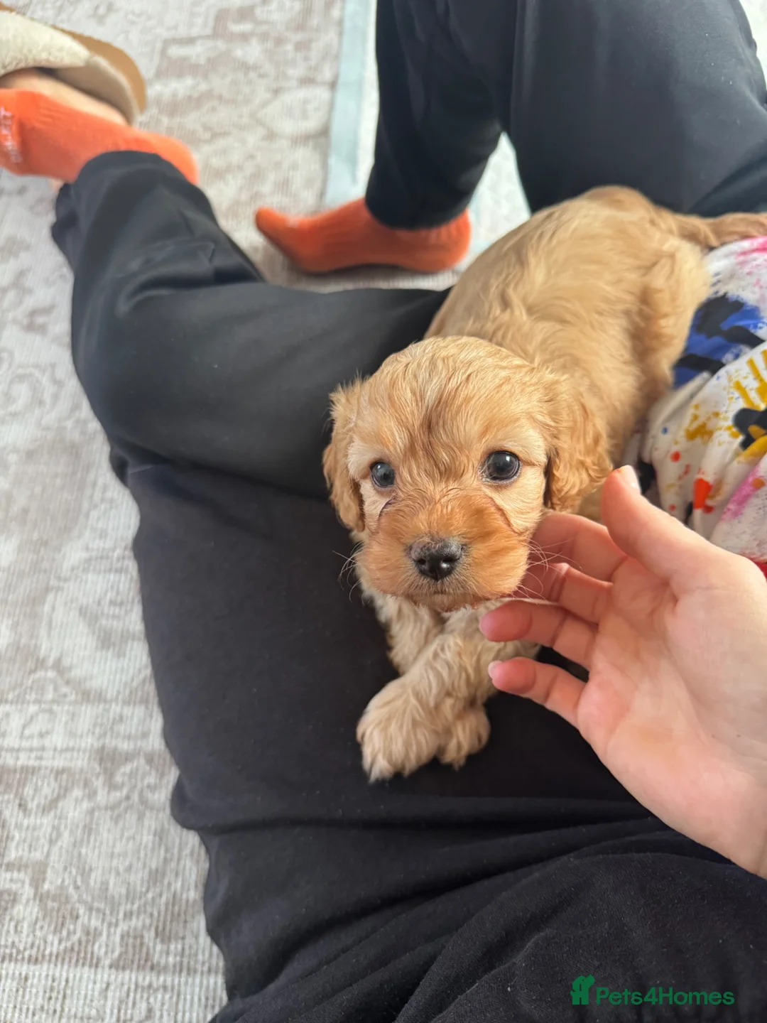 Cavapoo dogs for sale: Our Special Cavapoo Baby Girl   - Advert 1