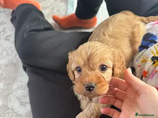 Cavapoo dogs Our Special Cavapoo Baby Girl - Advert 3