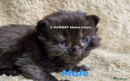 Maine Coon cats for sale: Quality Maine Coon kittens TICA registered  - Image 11