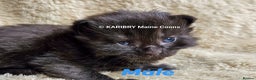 Maine Coon cats for sale: Quality Maine Coon kittens TICA registered  - Advert 8