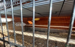 Canaries birds for sale: Canaries and finches  - Image 6