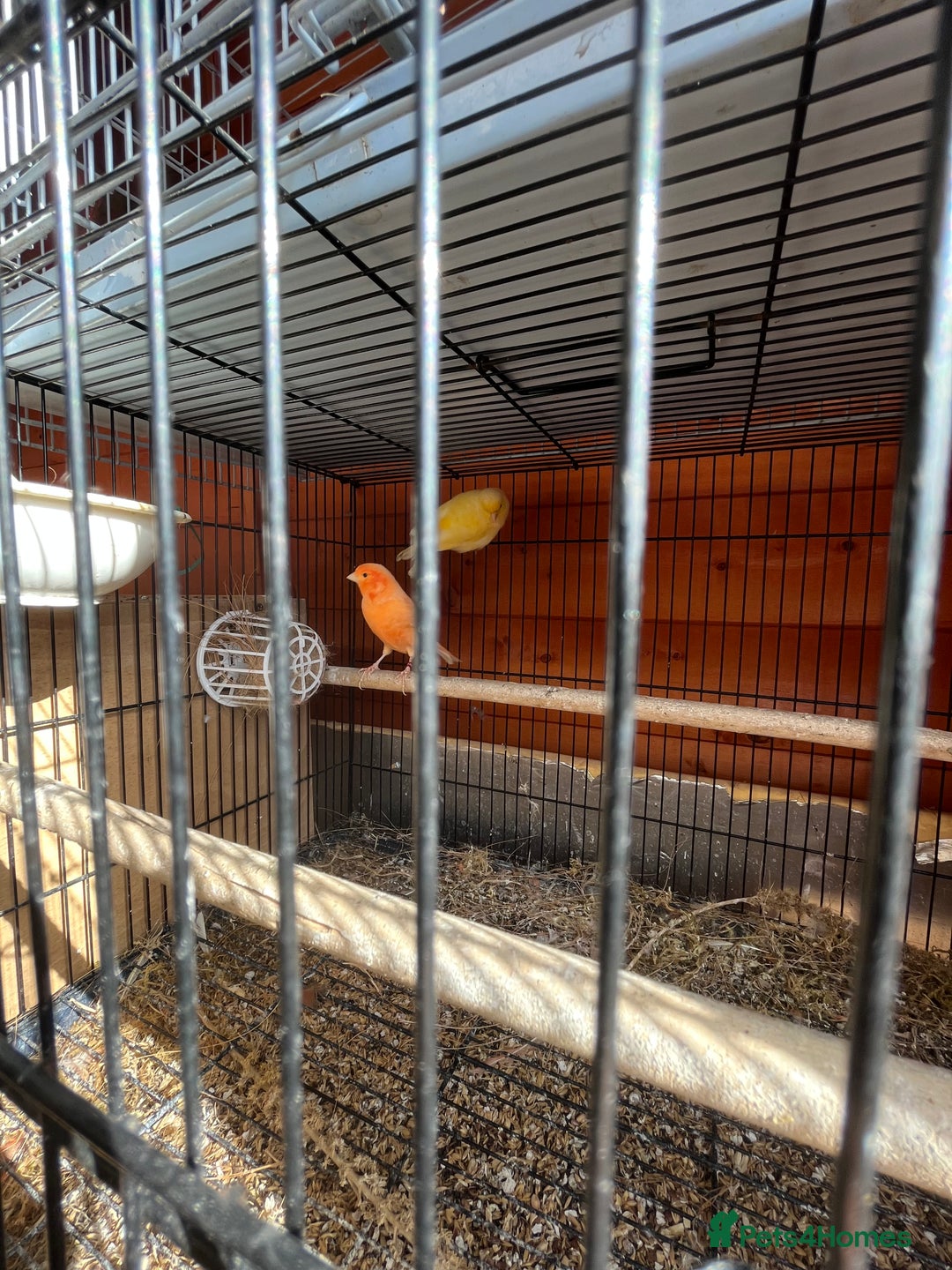 Canaries birds for sale: Canaries and finches  - Image 6