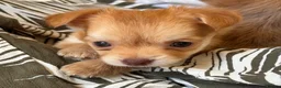 Chihuahua dogs for sale: Beautiful Long-Haired Chihuahua Puppies ❤️ - Advert 3