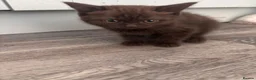 Mixed Breed cats for sale: Adorable kittens - Advert 27