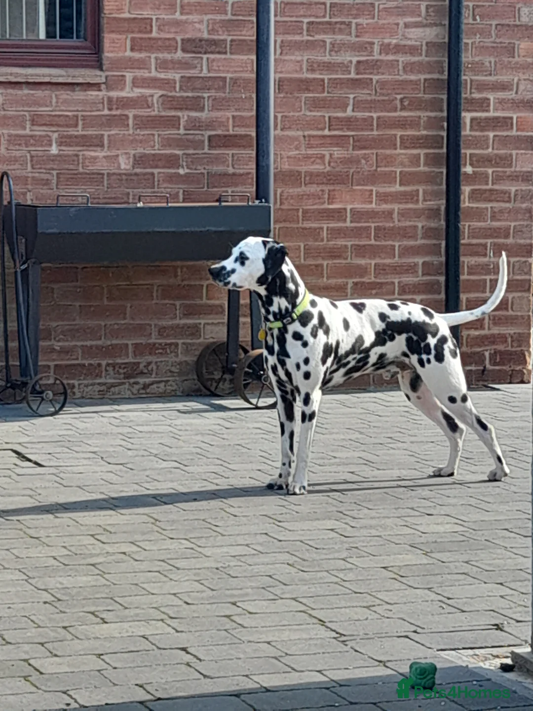 Dalmatian dogs for stud: Handsome boy for stud in Doncaster - Advert 6