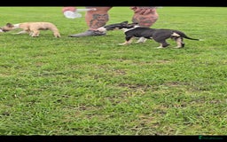 English Bull Terrier dogs for sale: Top Quality Health tested Pups  - Image 4