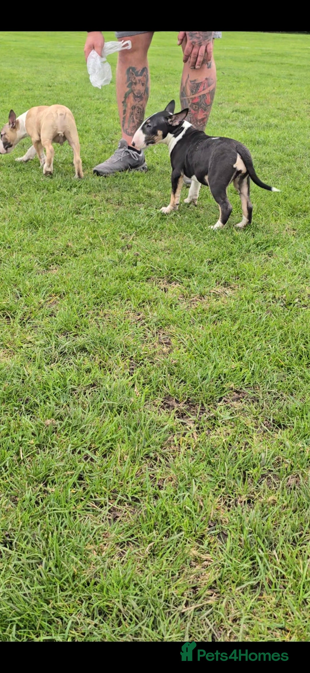 English Bull Terrier dogs for sale: Top Quality Health tested Pups  - Image 4