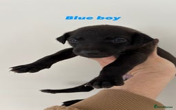 Mixed Breed dogs for sale: Pharaoh hound x whippet puppies  - Image 4