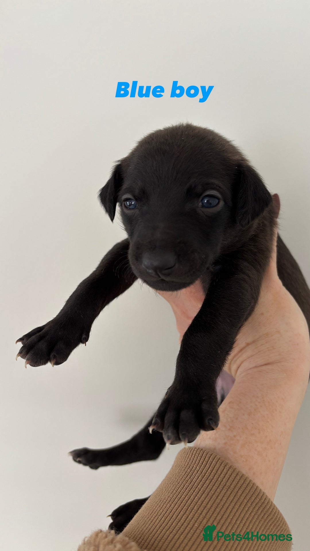 Mixed Breed dogs for sale: Pharaoh hound x whippet puppies  - Image 4