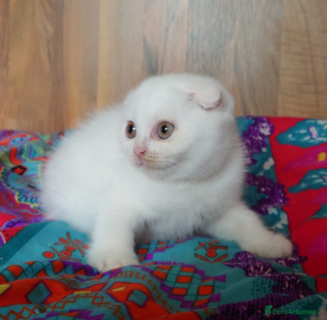 Scottish Fold cats for sale: Gorgeous boys  - Image 5