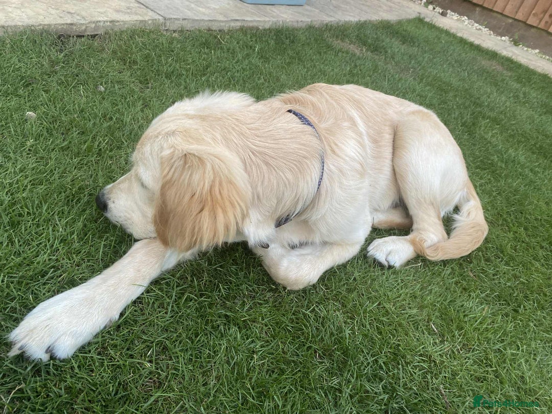 Golden Retriever dogs for sale:  Playful golden retriver 9 month - Image 3