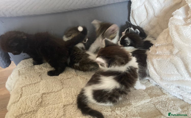 Mixed Breed cats - Advert 6