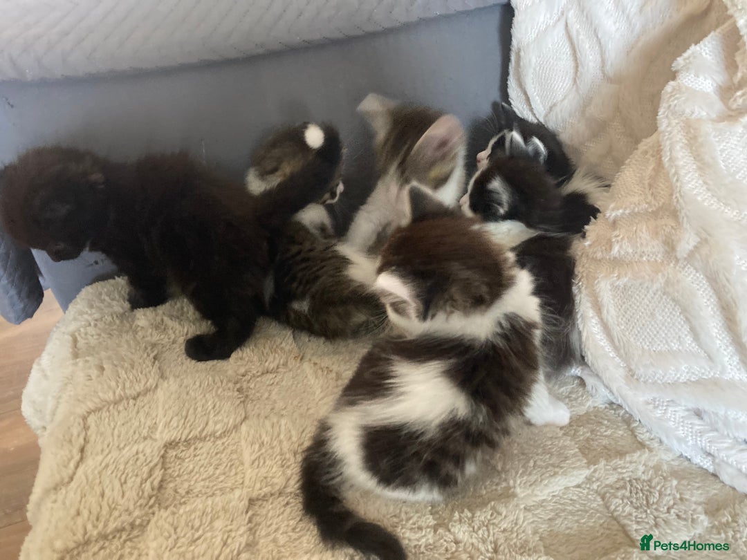 Mixed Breed cats for sale: Sweet Kittens  - Image 1