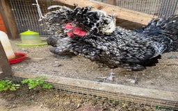 Chickens poultry for sale: Silkie and Polish Cockerels - Image 2