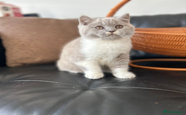 British Shorthair cats - Advert 12