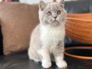 British Shorthair cats for sale: Beautiful British Shorthair Kittens - Advert 1