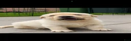 Labrador Retriever dogs for sale: Show bred Labrador puppies (parents health tested) - Advert 4