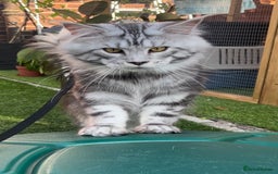 Maine Coon cats for sale: LRC MCS - ONE BLACK SMOKE FEMALE AVAILABLE - Image 6