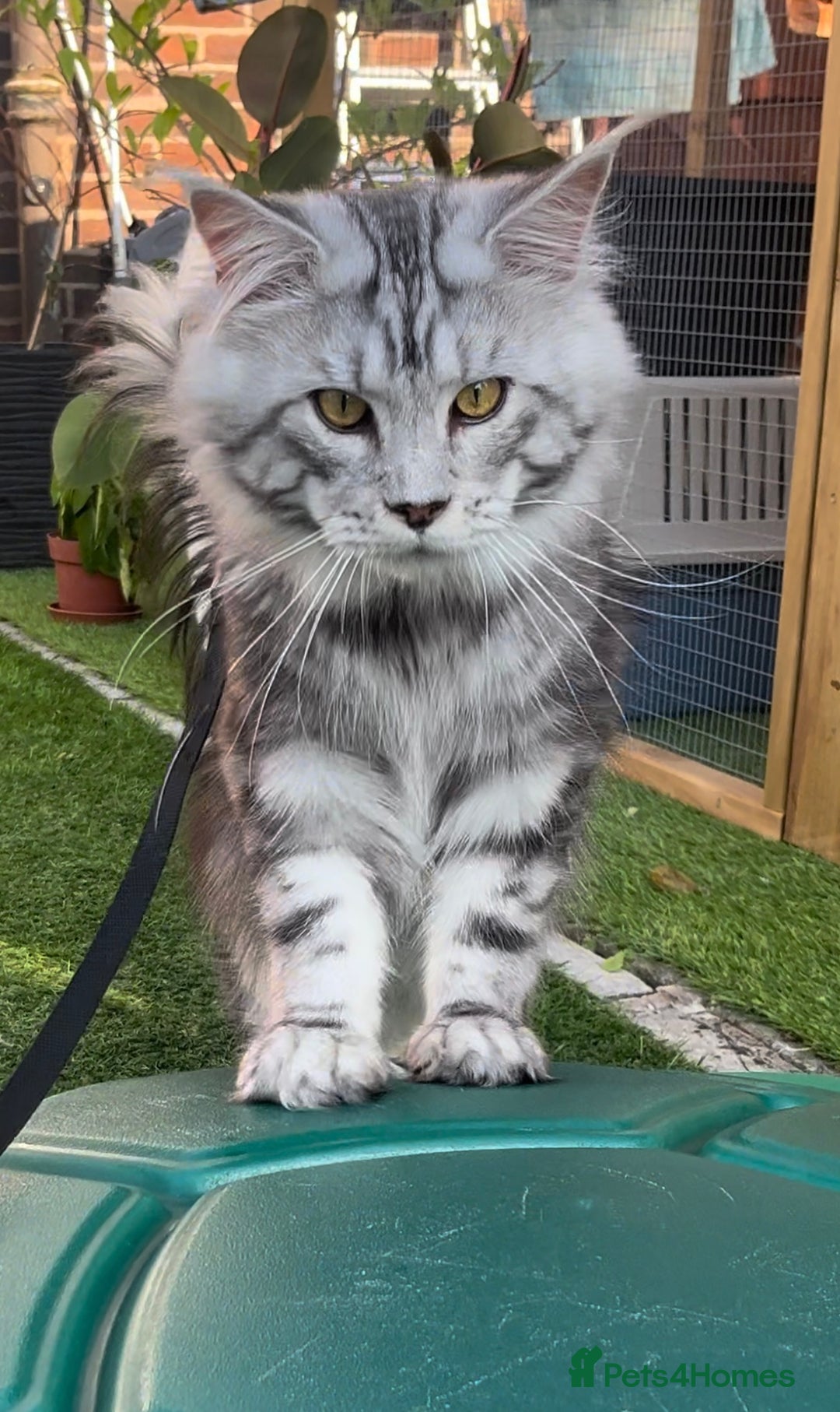 Maine Coon cats for sale: LRC MCS - ONE BLACK SMOKE FEMALE AVAILABLE - Image 6