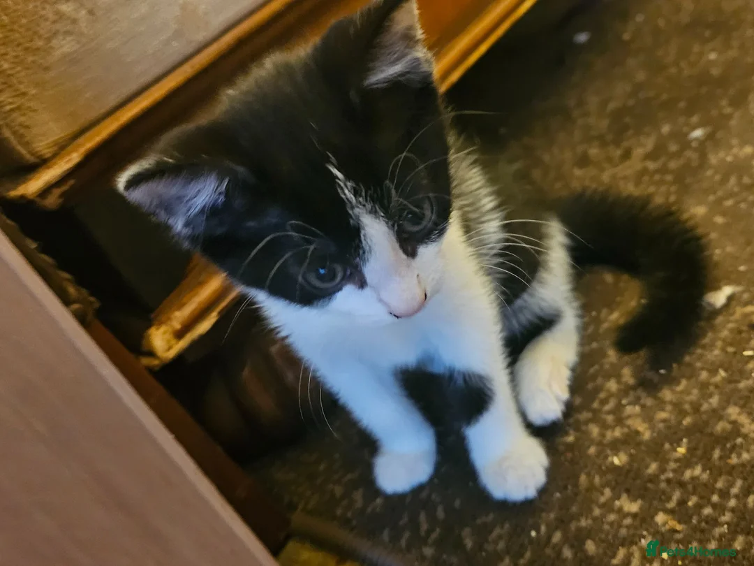 Mixed Breed cats for sale: White and black kitten - Advert 2