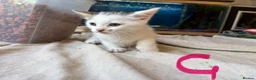 Mixed Breed cats for sale: 9 8week old kittens available - Advert 6