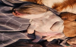 Mixed Breed dogs for sale: Adorable Cavapoo Puppies 🐶  - Image 18