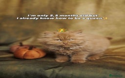 British Shorthair cats for sale: British Short and Long Hair  - Image 13