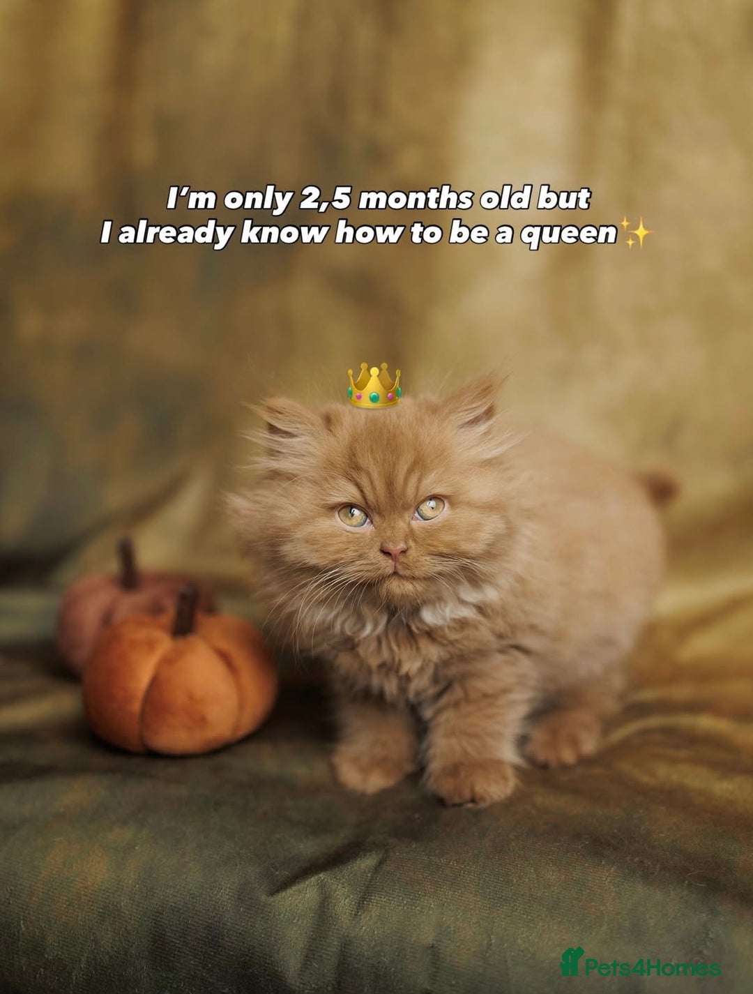 British Shorthair cats for sale: British Short and Long Hair  - Image 13