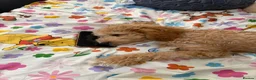 Cavapoo dogs for sale: Cavapoo 7month old  - Advert 4