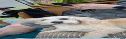 Mixed Breed dogs for sale: Rehoming Our Loving Girl  - Advert 12