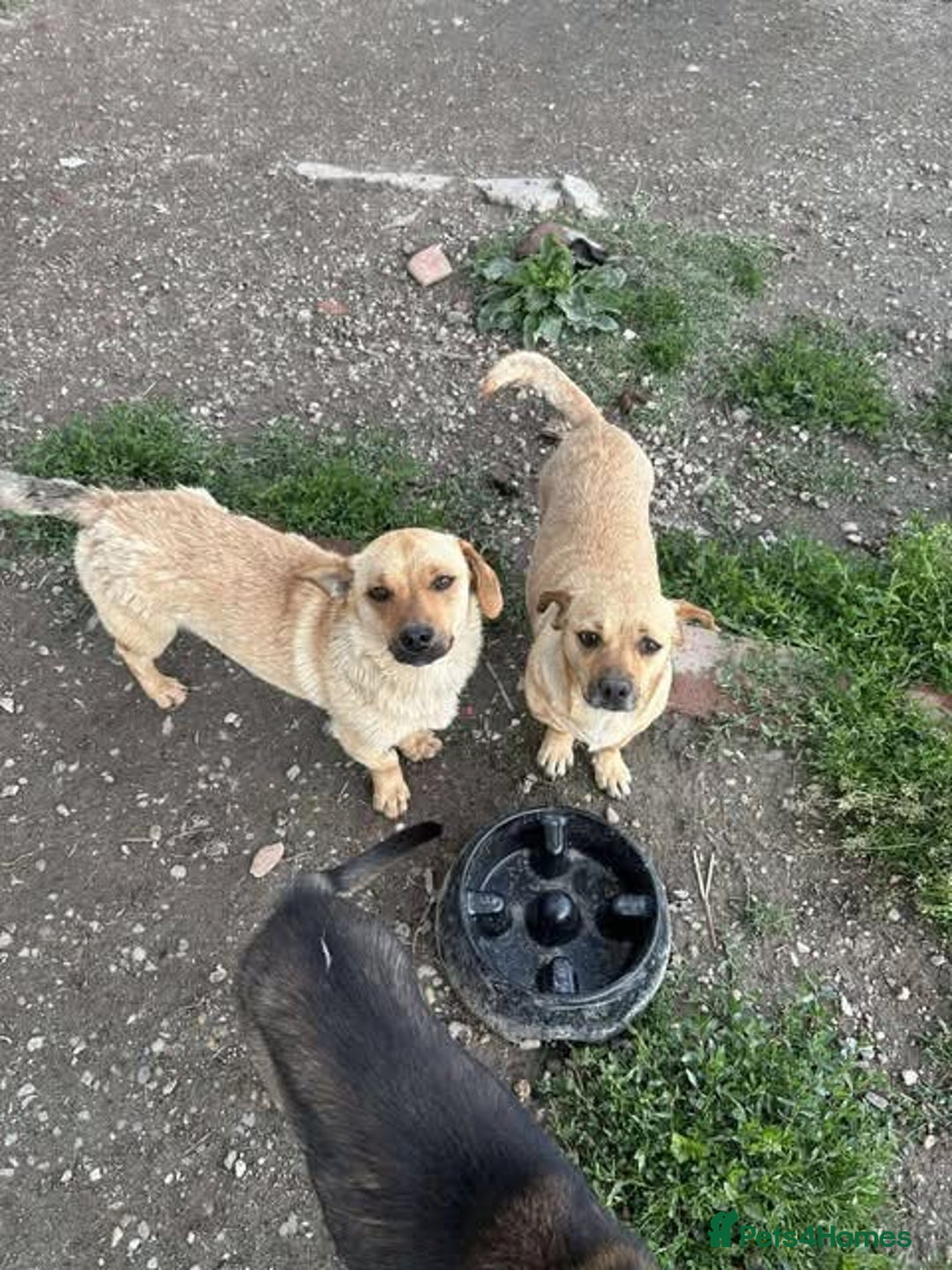 Mixed Breed dogs for adoption: Rescue boy Ethan is looking for his forever home - Advert 38