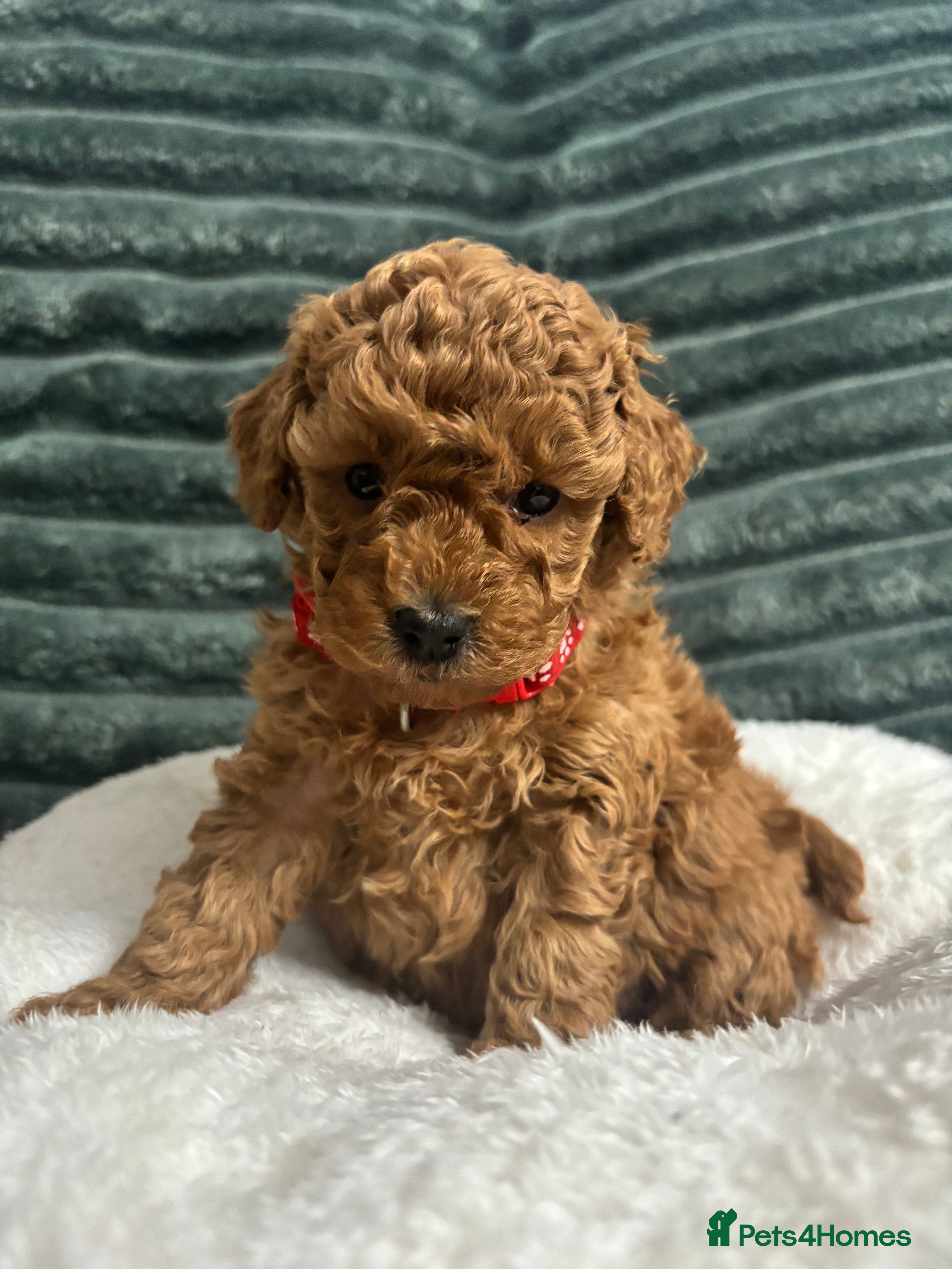 Toy Poodle dogs Kc reg Dna Tested Toy Poodle Puppies  - Advert 2